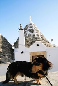 Dog looking away in a building