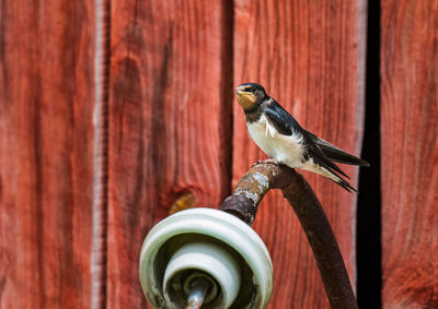 Close-up of young barn swallow waiting to be fed perching on wall