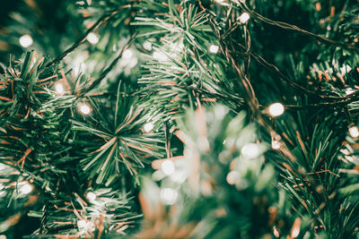 Close-up of pine tree