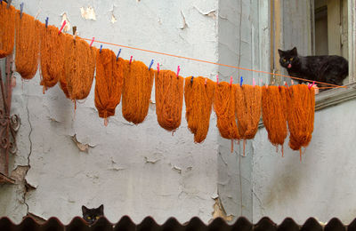 Cats by hanging wool against peeled up wall
