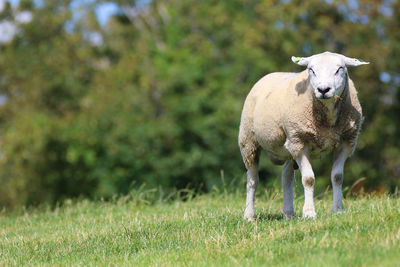 Animals on grassy field