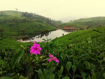 Pink flowering plants by water against sky