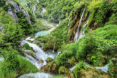 Scenic view of waterfall in forest