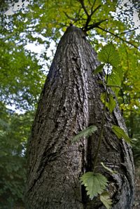 Low angle view of tree trunk in forest