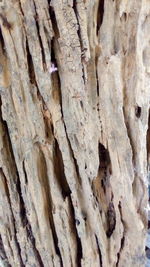 Full frame shot of tree trunk