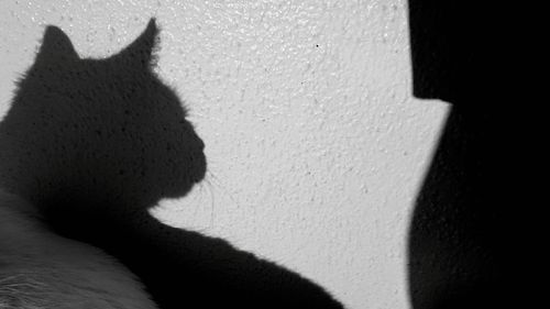 Shadow of cat on wall