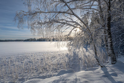 Bare tree on snow covered landscape