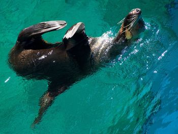 High angle view of turtle swimming in sea