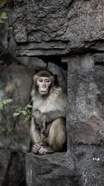 Close-up of monkey sitting on rock