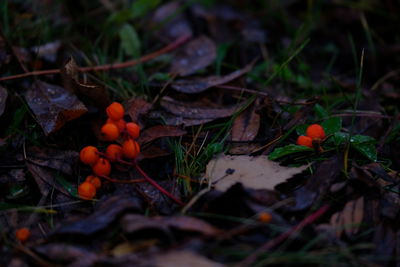 Close-up of orange leaves