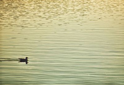 Bird swimming in lake