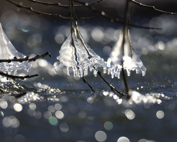 Close-up of frozen plant