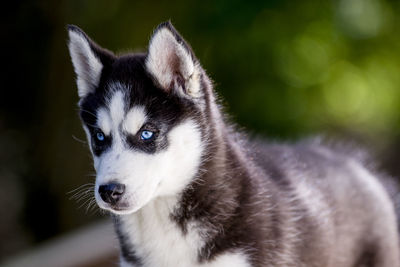 Close-up portrait of dog