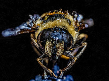 Macro shot of spider