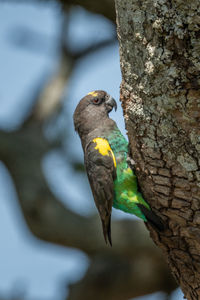 Brown parrot clings to lichen-covered tree trunk