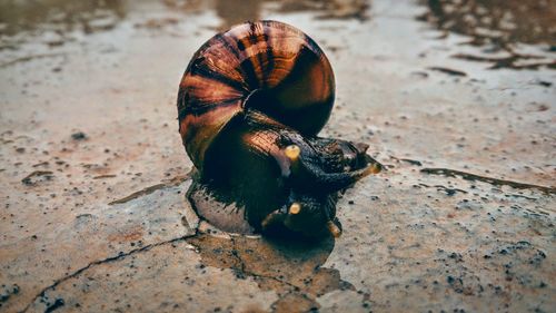 Close-up of snail on wet street