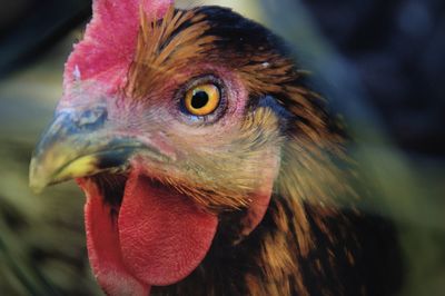 Close-up of a hen