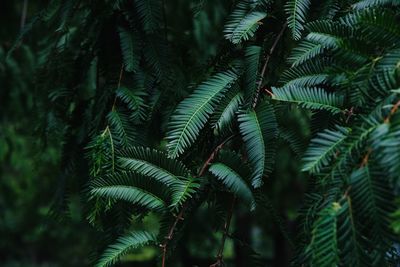 Full frame shot of palm trees in forest