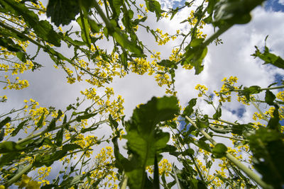 Low angle view of flowering plant against sky