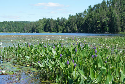 Scenic view of lake and trees against sky