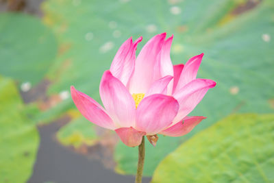 Close-up of pink water lily in pond