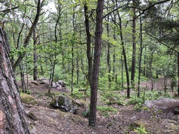 View of a forest