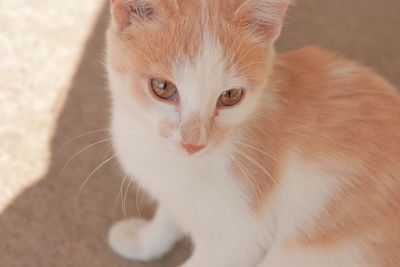 Close-up portrait of white cat