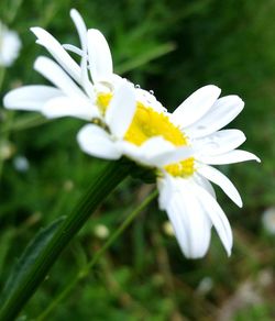 Close-up of white flowers