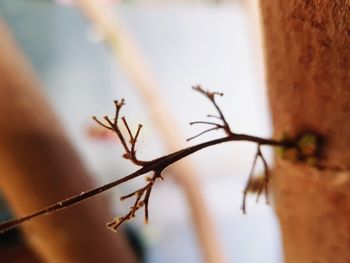 Close-up of dry plant