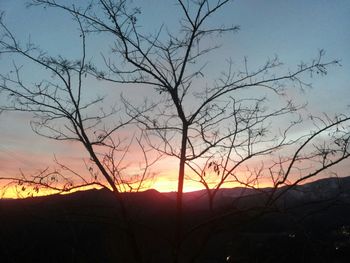 Silhouette of trees at sunset