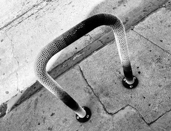 High angle view of a horse