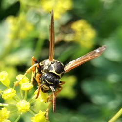 Close-up of bee on flower