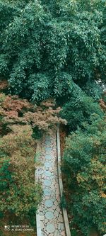 High angle view of tree in forest