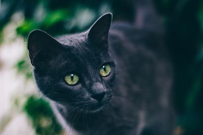 Close-up portrait of black cat