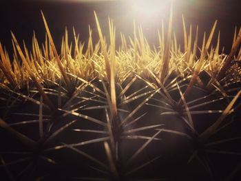 Close-up of grass on field