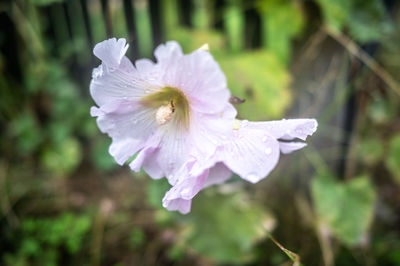 flowering plant