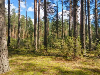 Trees in forest