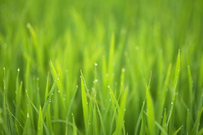 Full frame shot of wet grass