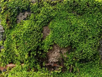 High angle view of moss growing on land in forest