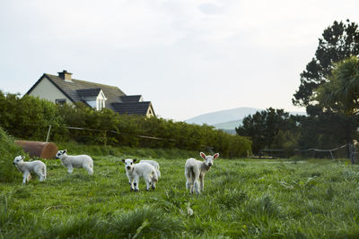 Cows grazing on field against sky