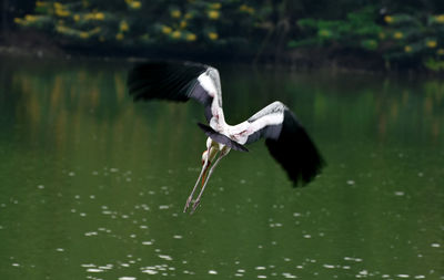 View of a bird flying over lake