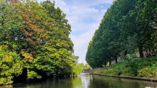 Scenic view of river amidst trees against sky