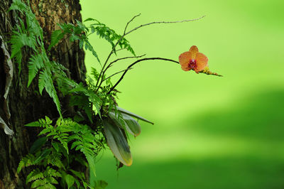 Low angle view of fresh plant against trees