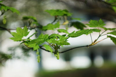 Close-up of fresh green leaves
