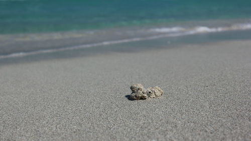 Close-up of crab on beach
