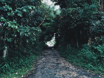 Walkway amidst trees in forest