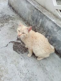 Portrait of cat sitting outdoors