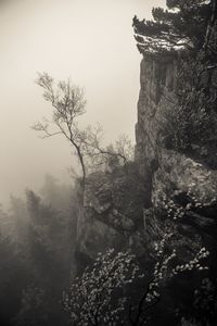 Low angle view of trees