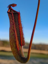 Close-up of rusty metal hanging on field against sky