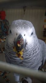 Close-up portrait of a bird